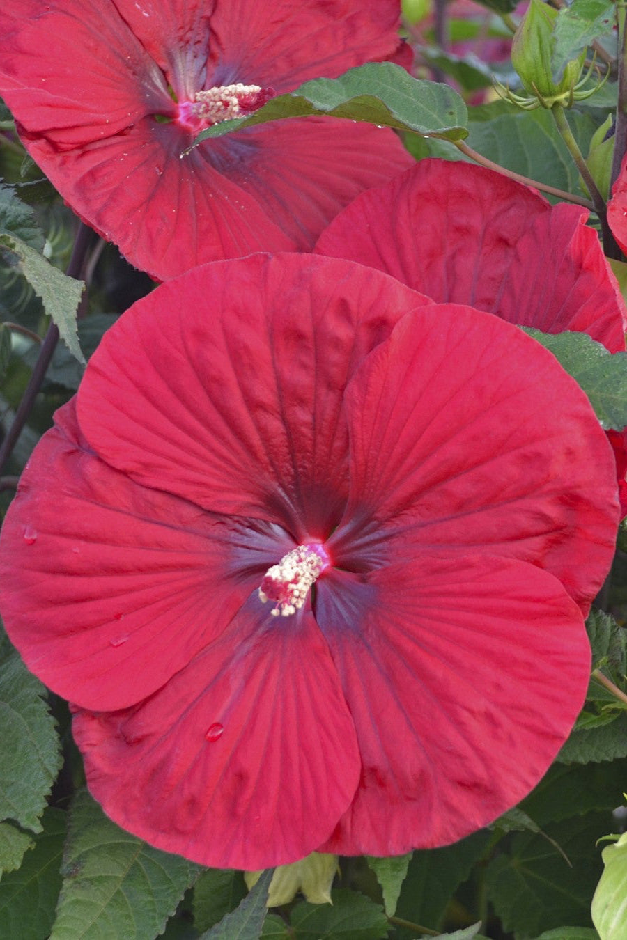 Hibiscus 'Vintage Wine' red flowers open and up close ©Elite Growers