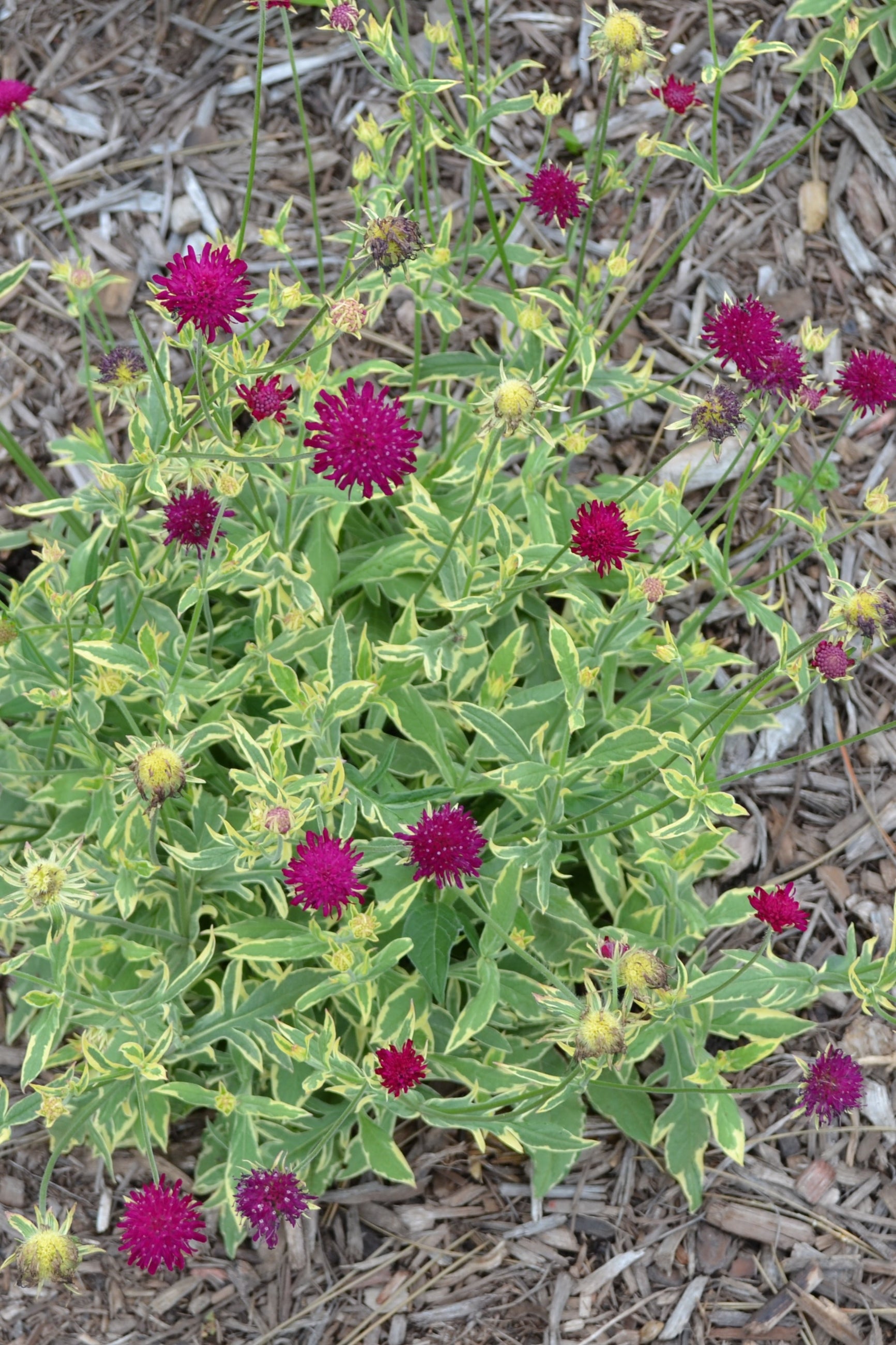 Knautia 'Thunder & Lightning' burgundy flowers rising above the variegated foliage planted in a garden ©Elite Growers