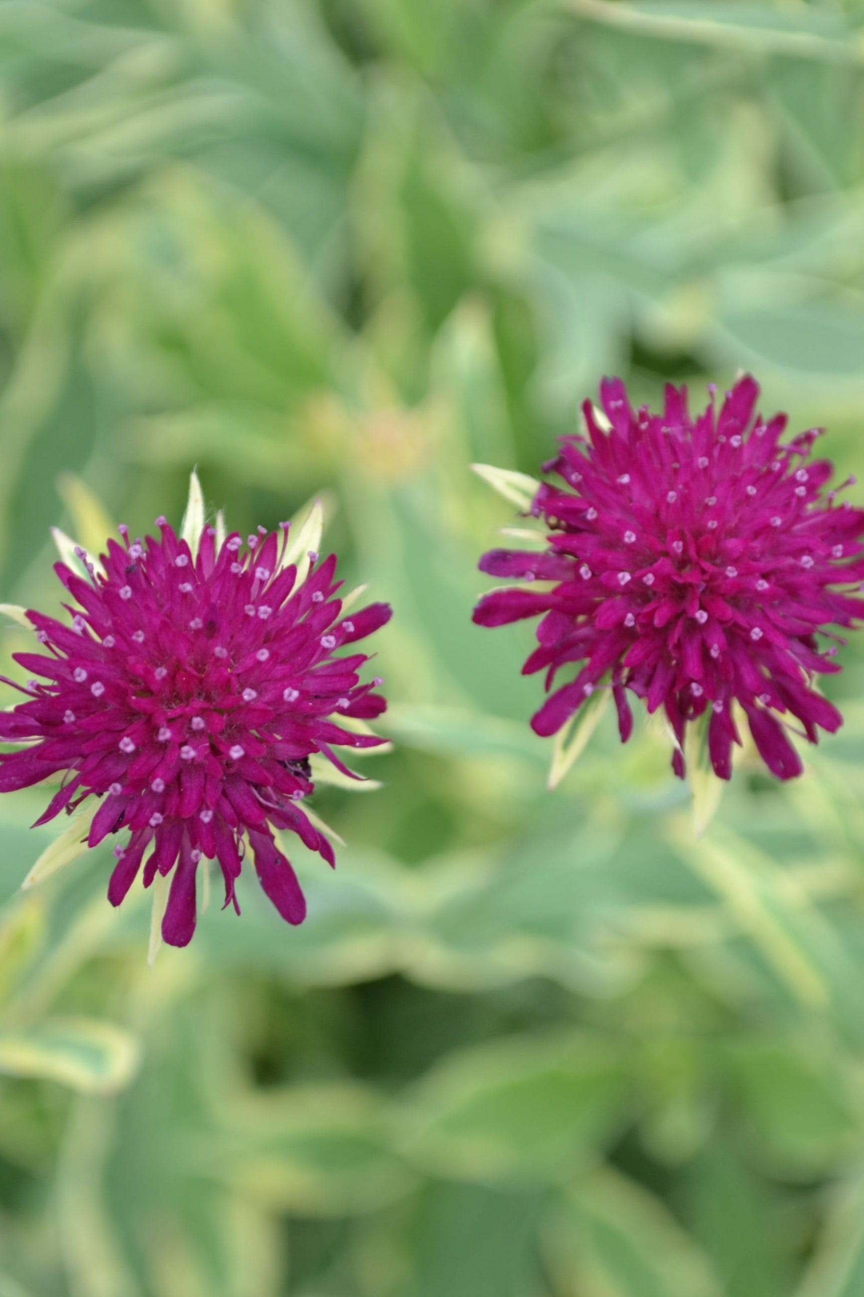 Knautia 'Thunder & Lightning' burgundy flowers up close ©Elite Growers
