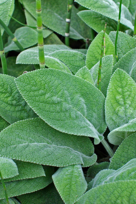 Stachys 'Helen Von Stein' soft fuzzy leaves up close ©Elite Nursery