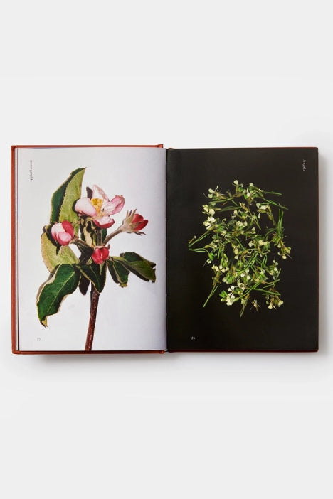 Open Edible Flowers book showing illustrations of flowers on a white background ©Phaidon