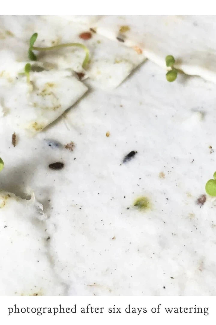 Seeds starting to grow after 6 days of watering from a plantable card. ©Small Victories