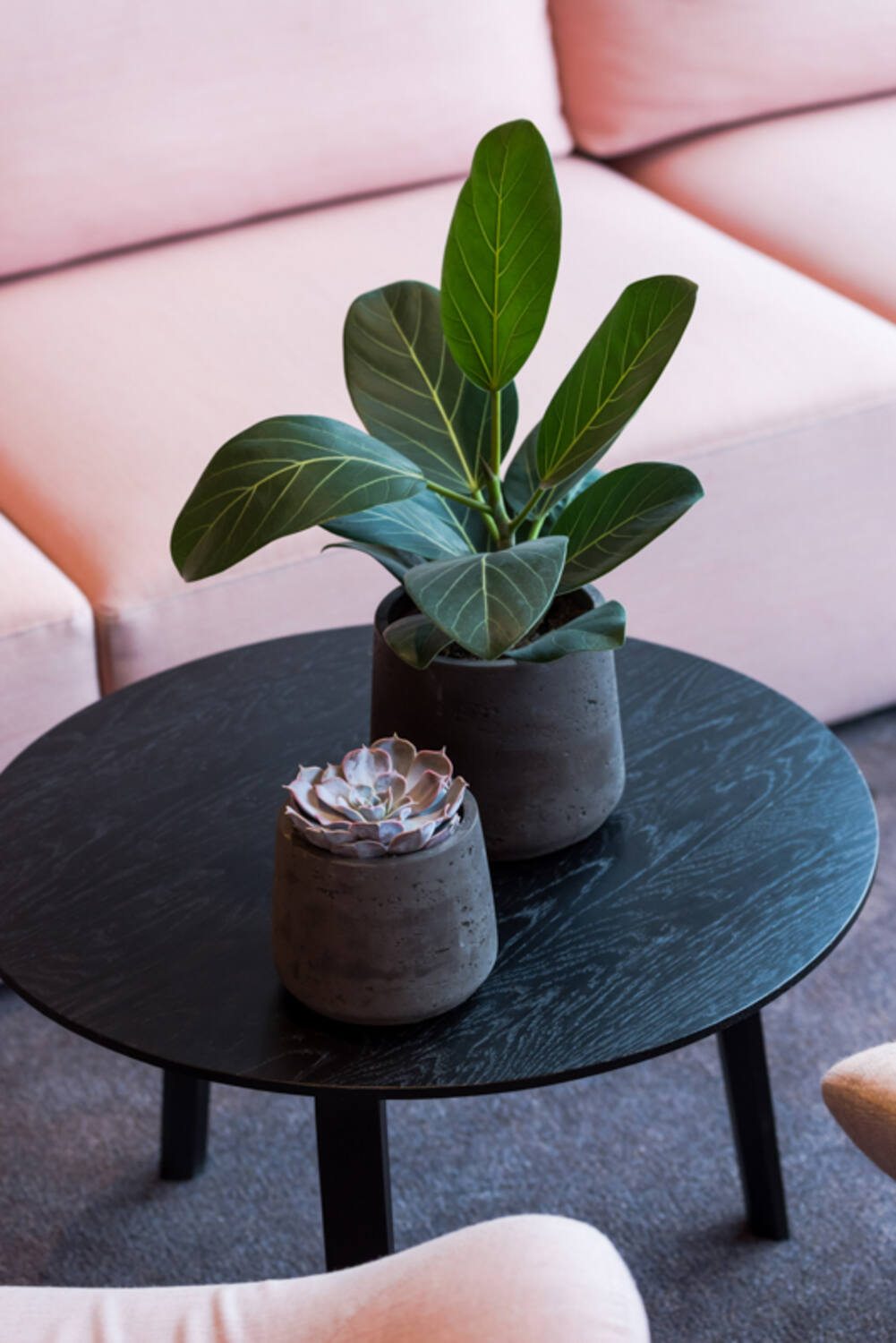 Two different sized Black Washed Patt Pots with plants inside sitting on a black wood table surrounded by Pink upholstered furniture by Pottery Pots