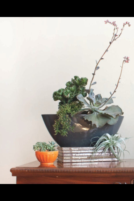 Decorative arrangement of plants in a black bowl on a wooden surface with a white background from Rooted in Design ©Penguin Random House