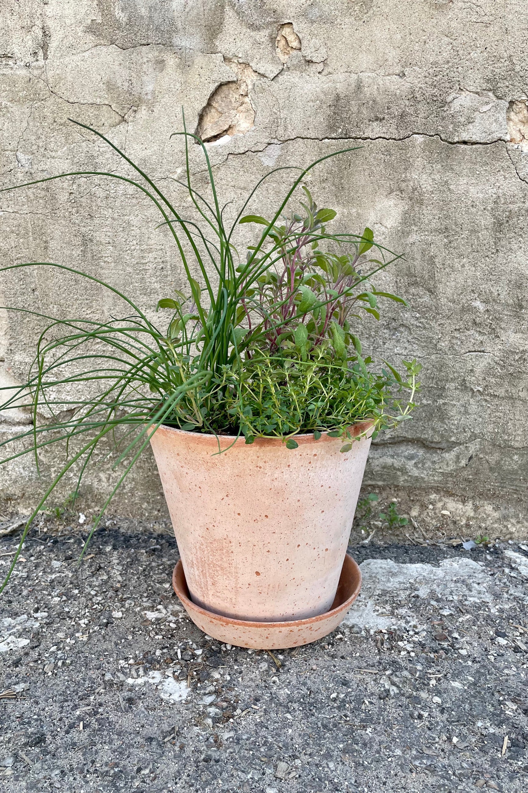 A terracotta Rosa Julie planter with a matching saucer holding green ornamental grass and leafy plants, set against a textured concrete wall potted at Sprout Home ©Sprout Home