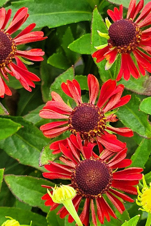 Close-up of red flowers with green leaves in the background of Helenium 'Siesta Mariachi' ©Hoffie Nursery
