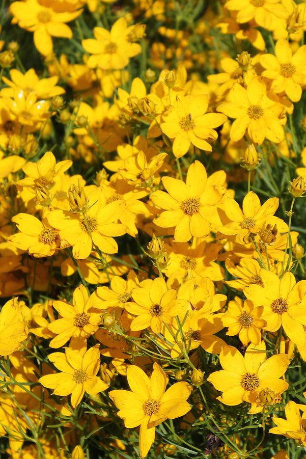 Close-up of a cluster of bright yellow Coreopsis 'Golden Showers' flowers with green leaves. ©Hoffie Nursery