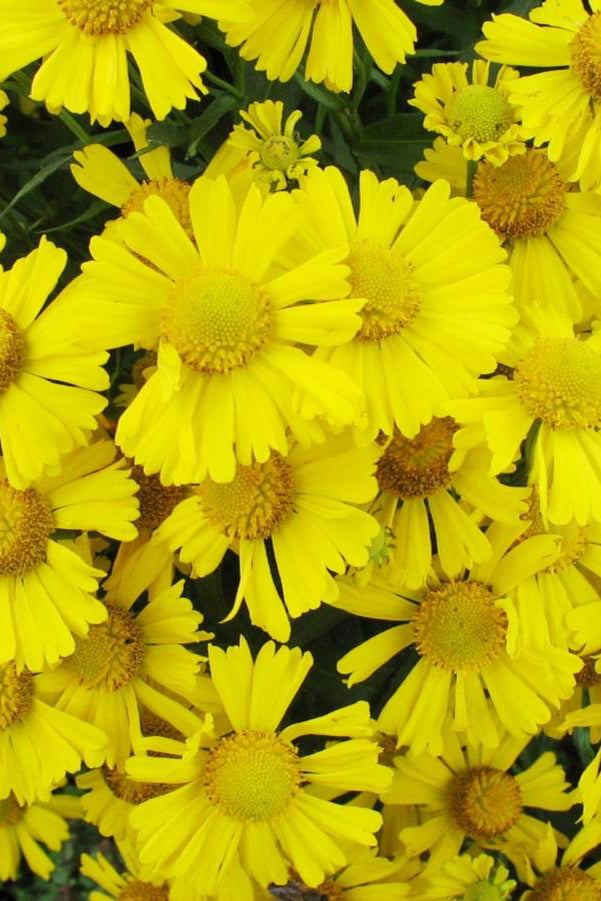 Close-up of bright yellow flowers with green leaves of Helenium 'Mariachi Sombrero' ©Hoffie Nursery