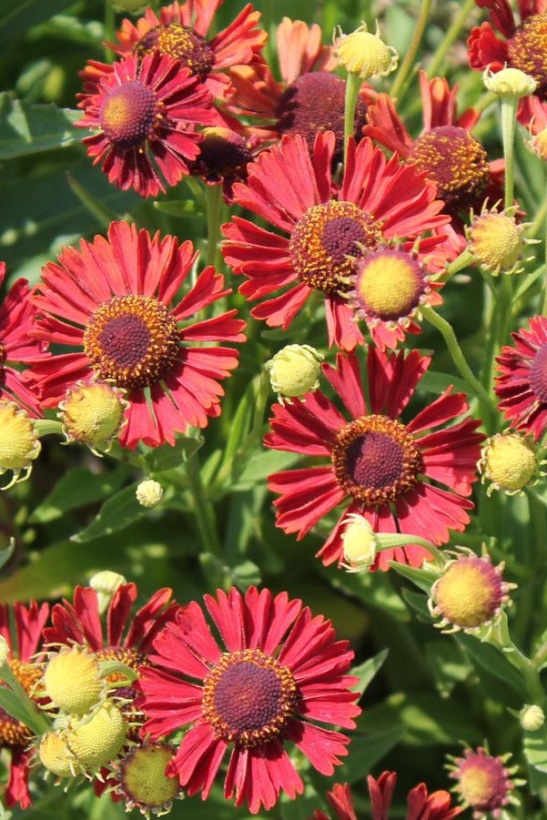 Close-up of vibrant red flowers with green leaves in the background of Helenium 'Siesta Mariachi' ©Hoffie Nursery