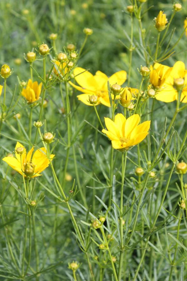 'Golden Showers' thread leaf coreopsis with its Yellow flowers with green leaves in a field ©Hoffie Nursery