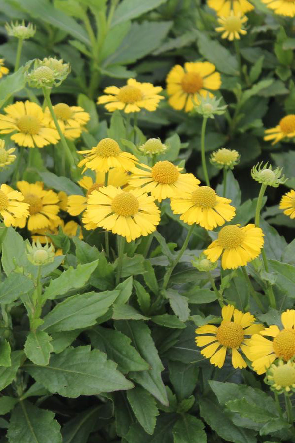 Helenium 'Mariachi Sombrero' planted in mass and in bloom ©Hoffie Nursery