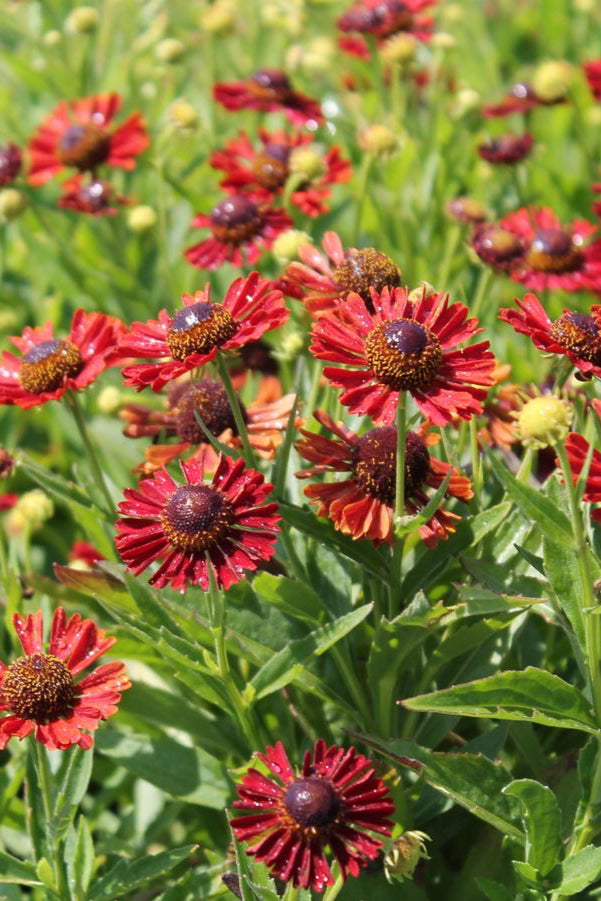 Red flowers of Helenium 'Siesta Mariachi' with green leaves in a field ©Hoffie Nursery