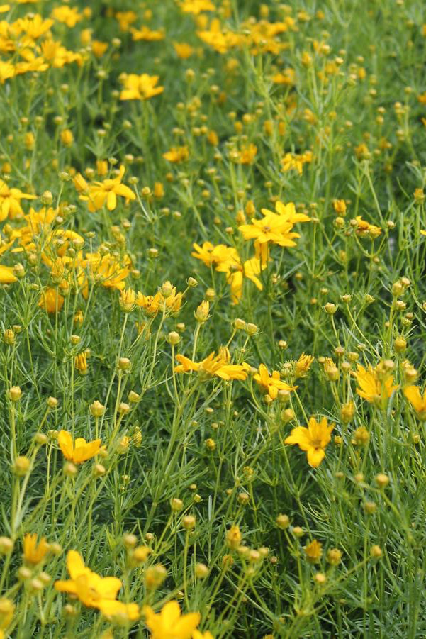 Field of yellow flowering Coreopsis v. 'Golden Showers' with green foliage ©Hoffie Nursery