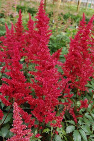 Astilbe 'Fanal' planted in mass and blooming ©Hoffie Nursery