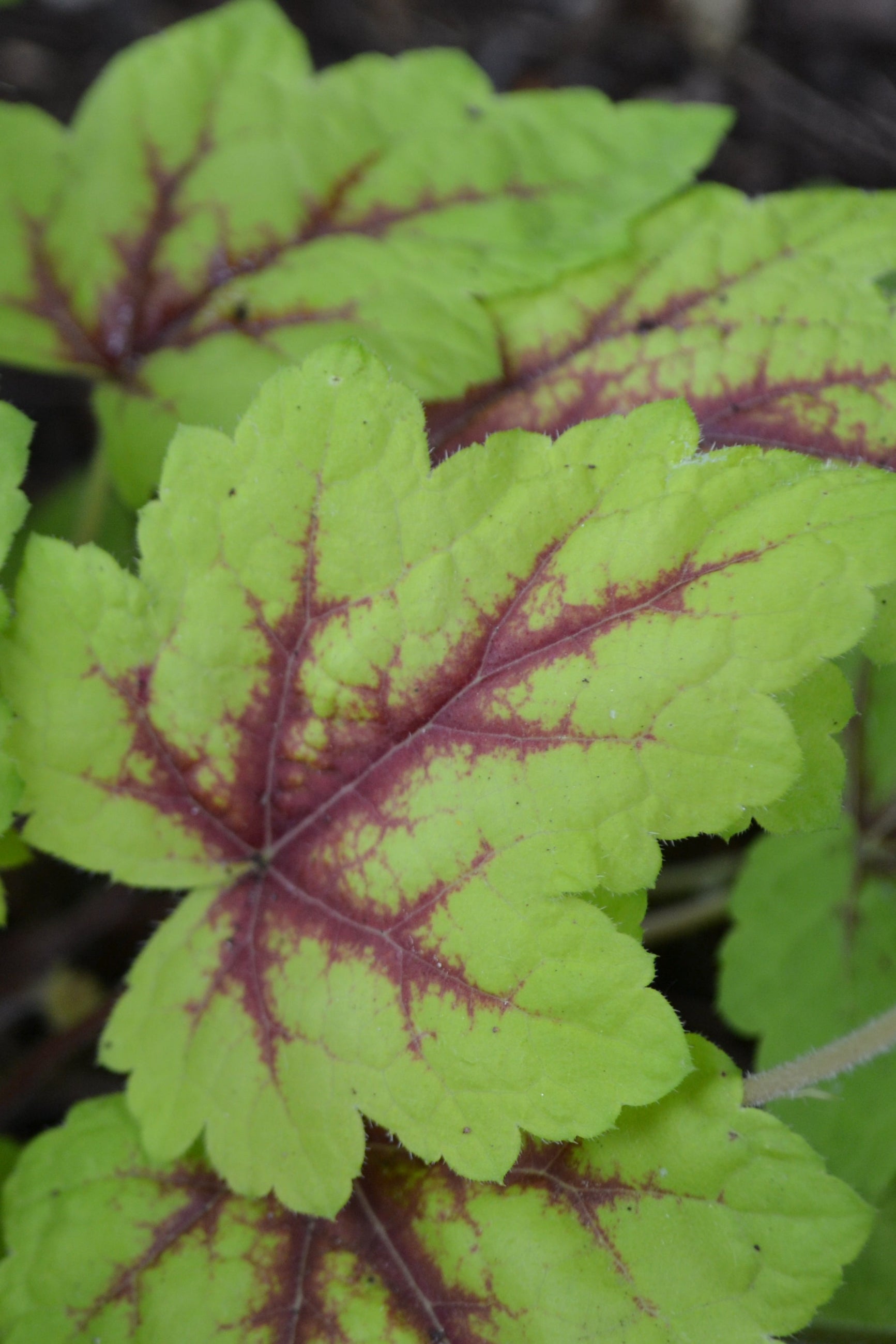 Heucherella 'Stoplight' up close at the Morton Arboretum ©Hoffie Nursery