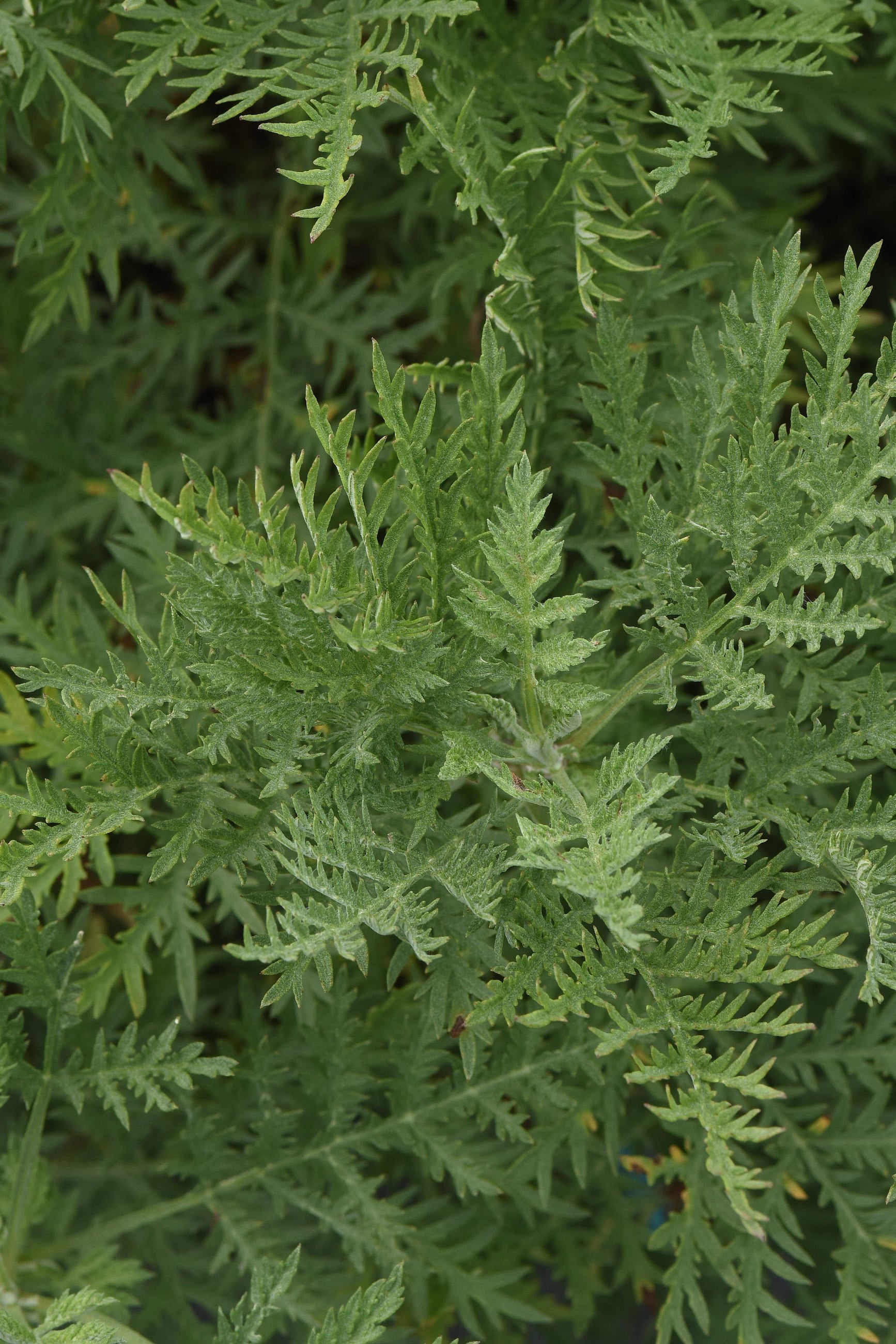 Artemisia g. SunFern 'Arcadia' green fuzzy foliage ©Hoffie Nursery