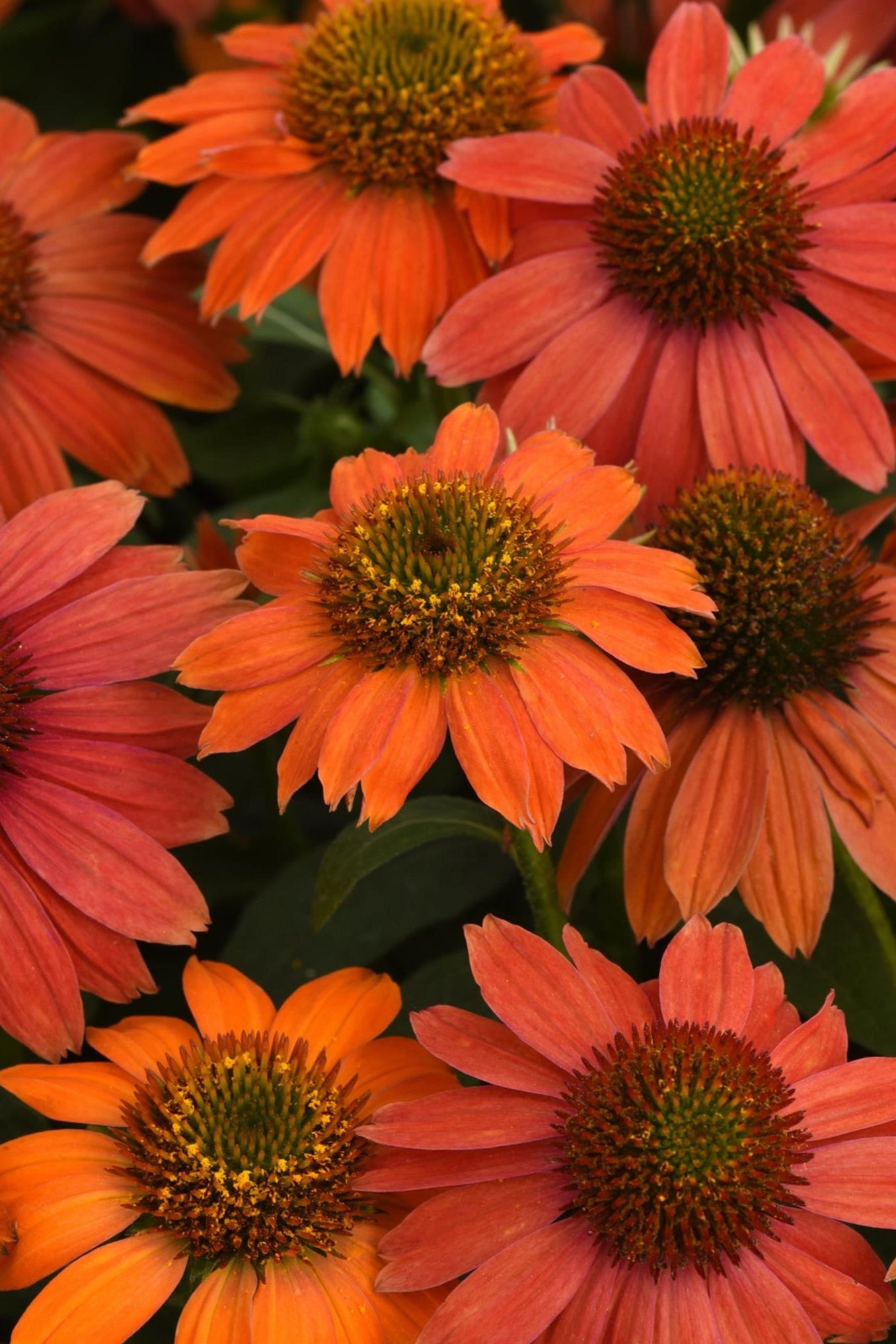 close up of the open flowers of Echinacea 'Artisan Red Ombre' planted in mass ©Hoffie Nursery