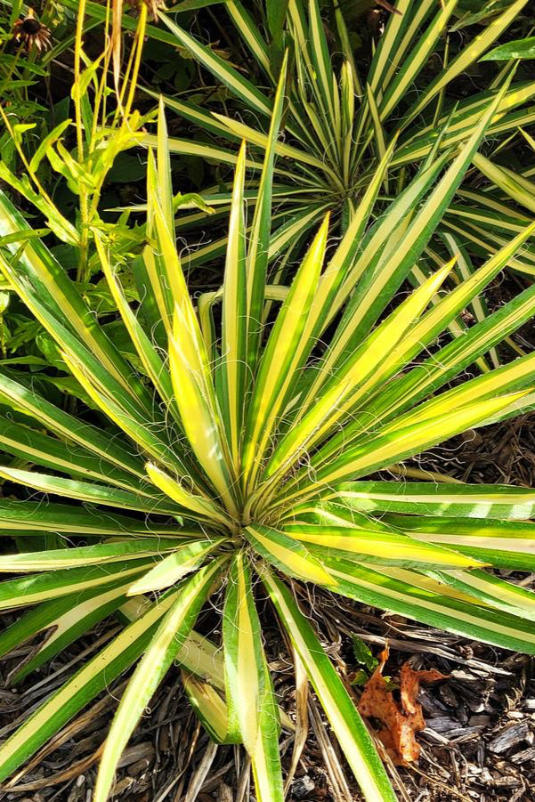 numerous Yucca f. 'Color Guard' #1 planted in a garden ©Hoffie Nursery