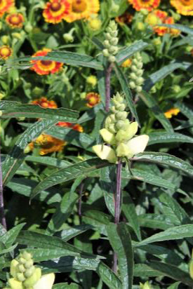 Chelone g. 'Leiderhosen' planted in the landscape, showing the bloom up close ©Hoffie Nursery