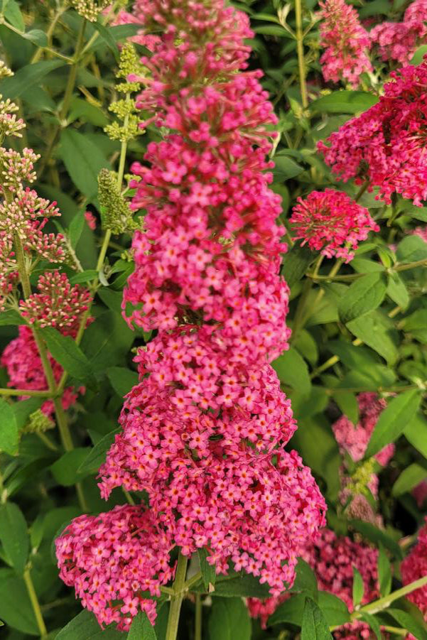 Buddleia 'Prince Charming' open pink blooms up close ©Hoffie Nursery