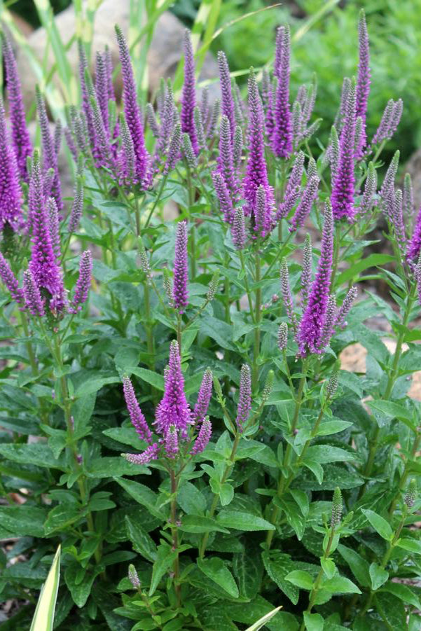 Veronica 'Very Van Gogh' with its purple flowers with green leaves in a garden setting ©Hoffie Nursery