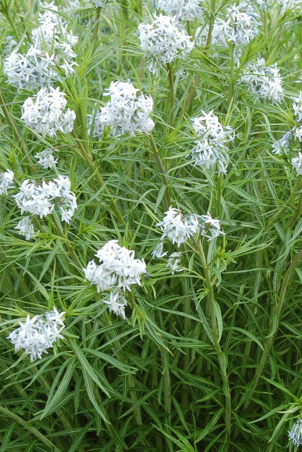Amsonia 'Halfway to Arkansas's blue with its light blue white flowers planted in mass ©Hoffie Nursery