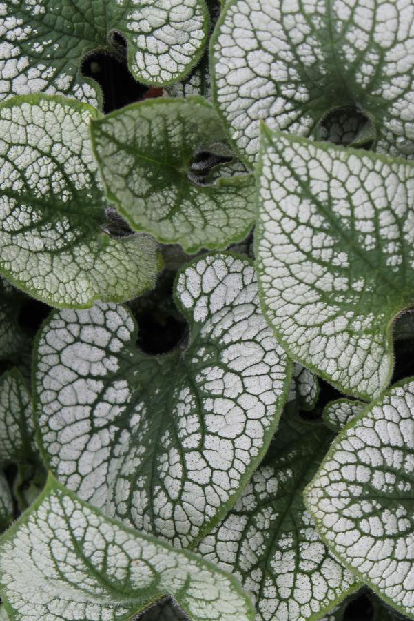 Brunnera 'Sea Heart' silver white and green variegated leaves ©Hoffie Nursery