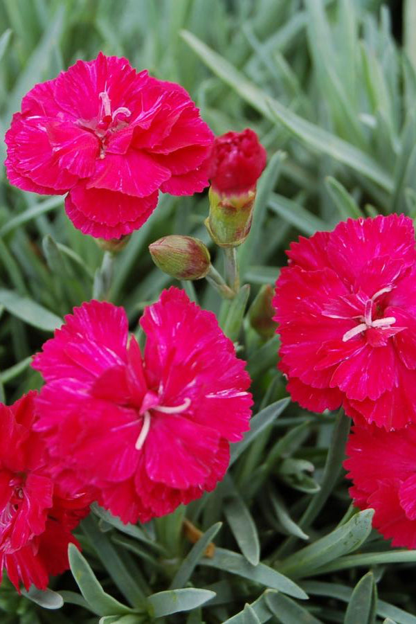 Dianthus 'Frosty Fire' in full bloom and up close with its bright red Fuchsia flowers ©Hoffie Nursery