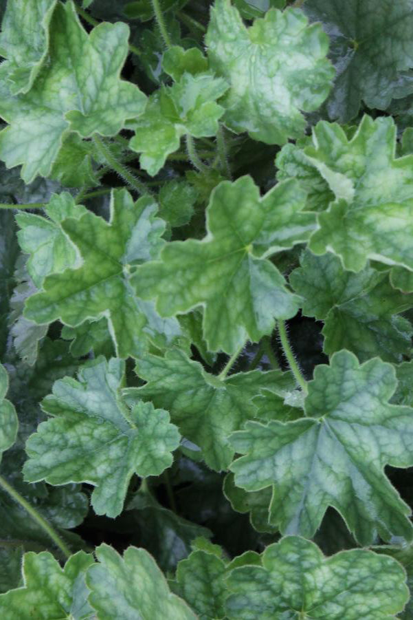 Heuchera s. 'Ruby Bells' leaves up close ©Hoffie Nursery