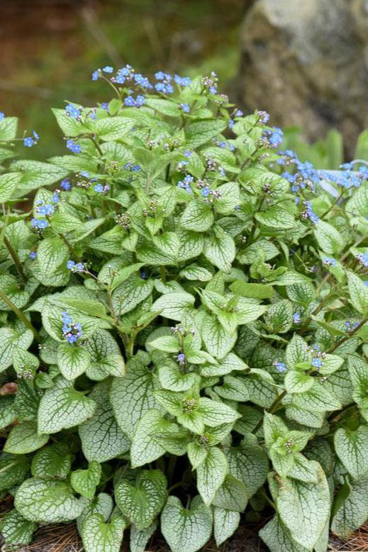 Brunnera m. 'Sterling Silver' detail of the leaves, planted in the landscape in bloom ©Hoffie Nursery