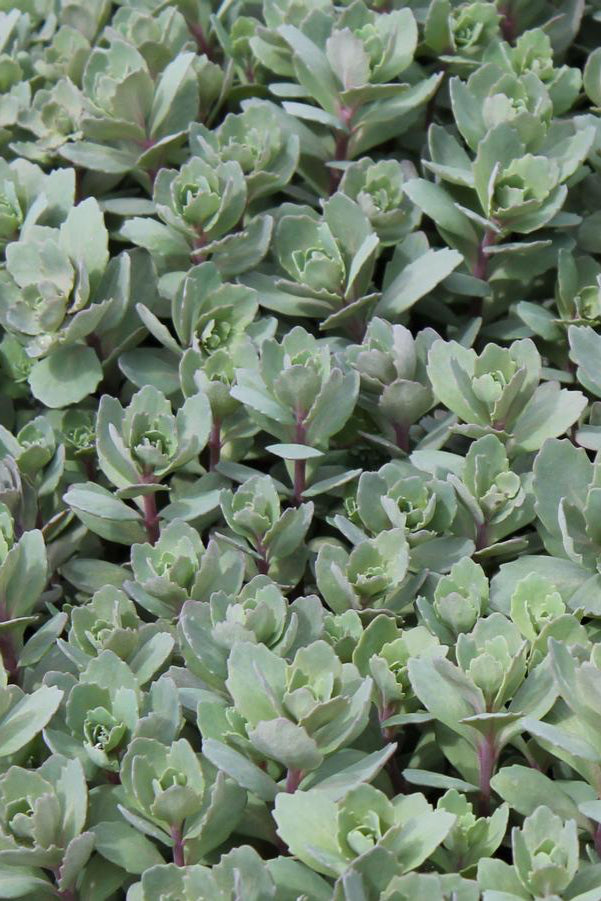 Sedum 'Rosy Glow' up close and in bloom ©Hoffie Nursery