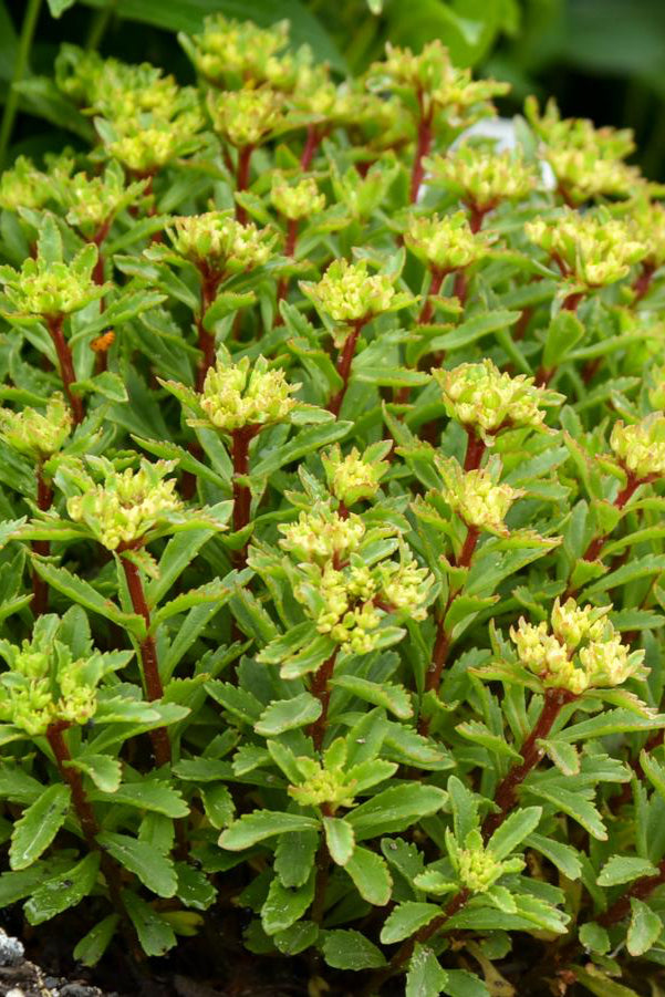 Sedum 'Rock 'n Round Bright Idea' planted in mass and blooming ©Hoffie Nursery