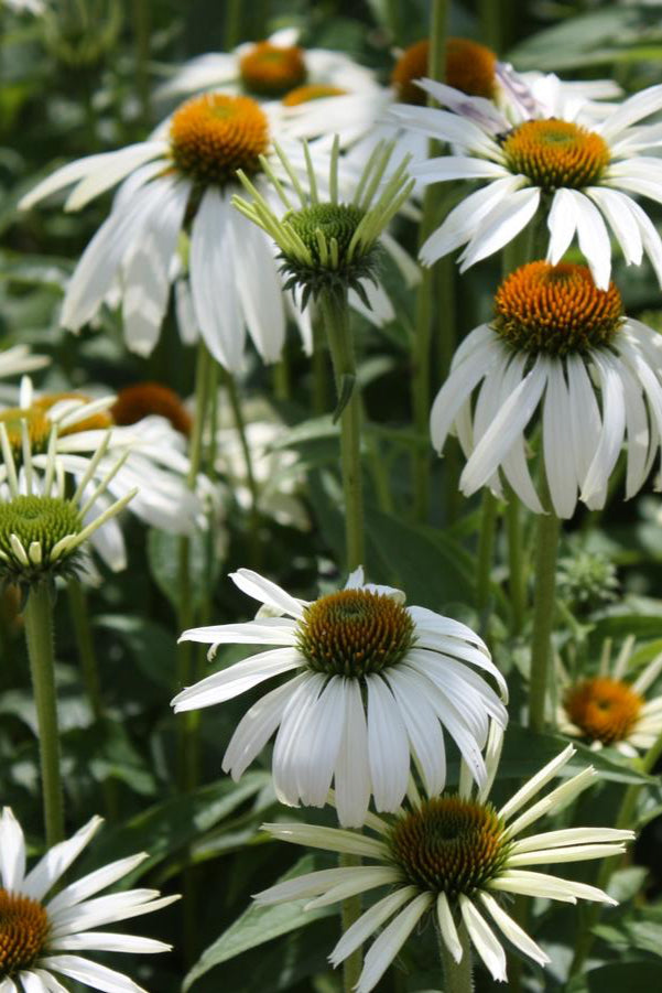 The white flowers of Echinacea p. 'White Swan' with orange centers in a garden setting ©Hoffie Nursery