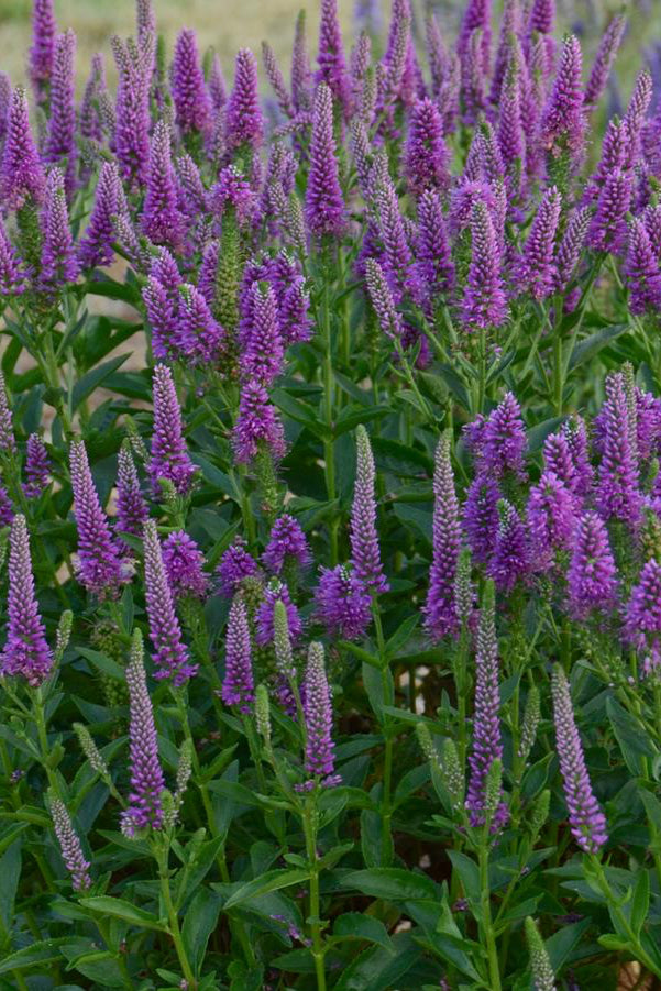 Field of Veronica 'Very Van Gogh' with its purple flowers with green leaves ©Hoffie Nursery
