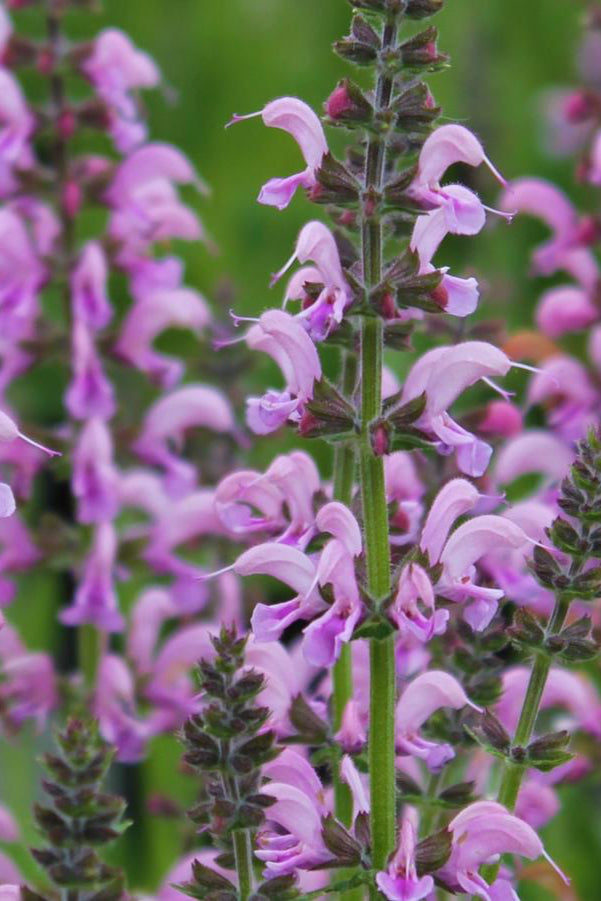 Salvia p. 'Eveline' planted in mass and blooming its pink blooms ©Hoffie Nursery