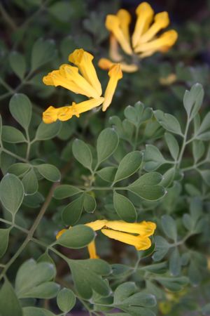 Corydalis lutea in bloom and up close ©Hoffie Nursery
