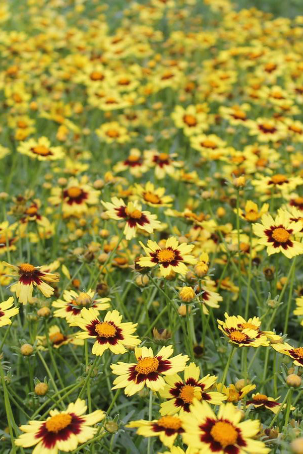 Coreopsis 'Big Bang Cosmic Eye' planted in mass and blooming ©Hoffie Nursery