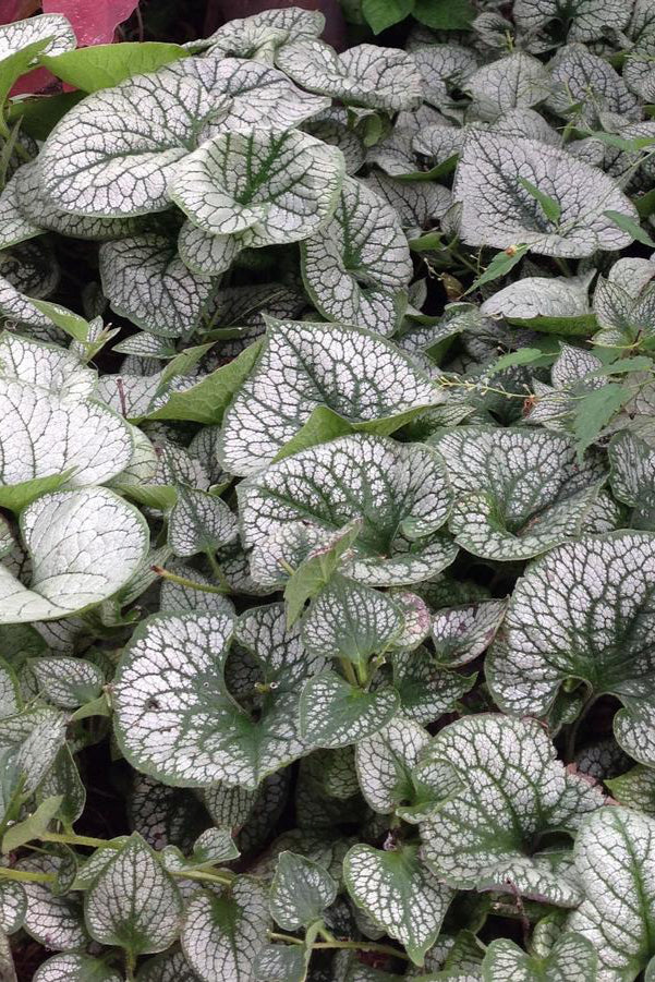 Brunnera 'Sea Heart' silver white and green variegated leaves ©Hoffie Nursery