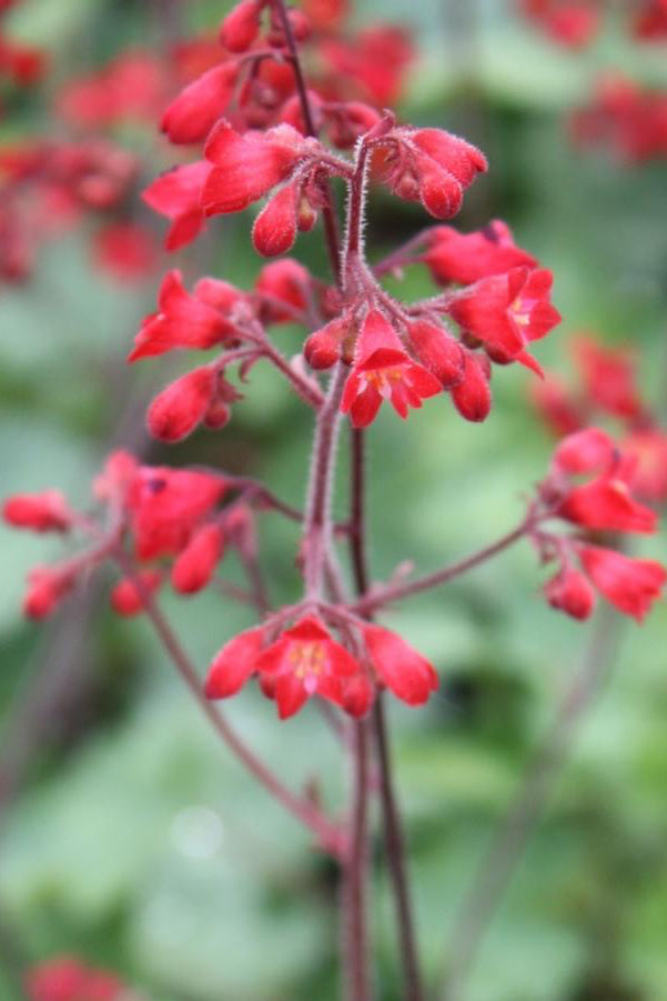 Heuchera s. 'Ruby Bells' red flowers up close ©Hoffie Nursery
