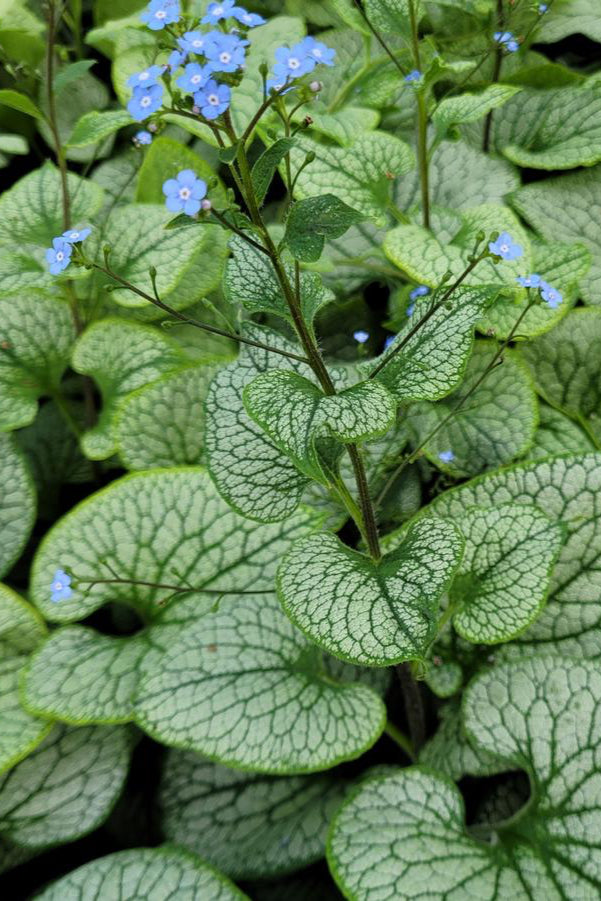 Brunnera m. 'Sterling Silver' detail of the leaves and in bloom with its blue flower ©Hoffie Nursery