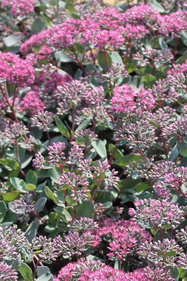 Sedum 'Rosy Glow' up close and in bloom ©Hoffie Nursery