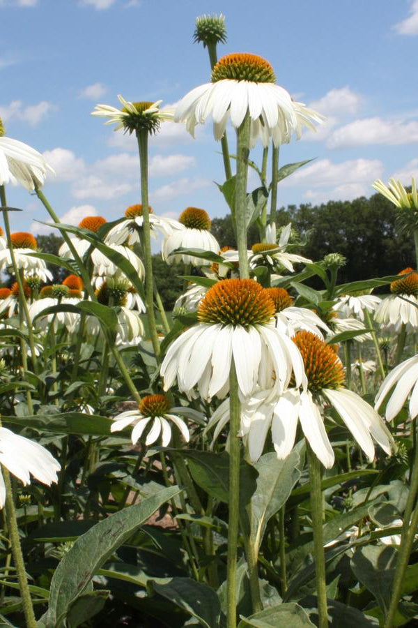 Field of Echinacea p. 'White Swan' white flowers with orange centers under a blue sky with clouds. ©Hoffie Nursery