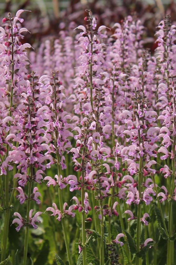 Salvia p. 'Eveline' planted in mass and blooming its pink blooms ©Hoffie Nursery
