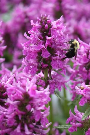 Stachys o. 'Densiflorus' blooming with a bee ©Hoffie Nursery