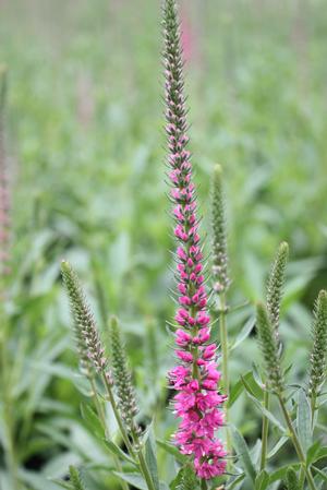 Veronica spicata 'Red Fox' in bloom and showing the flower up close ©Hoffie Nursery