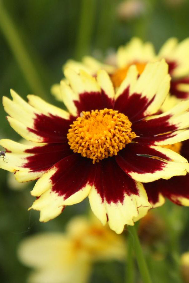 Coreopsis 'Big Bang Cosmic Eye' flowers up close ©Hoffie Nursery