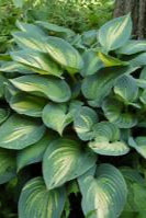 Hosta 'June' planted in the landscape and mature ©Hoffie Nursery