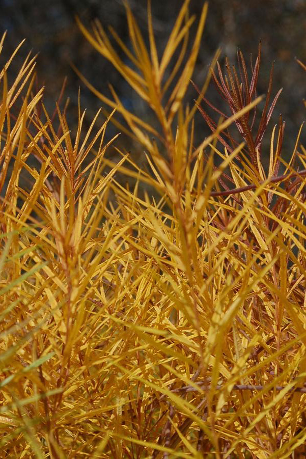 Amsonia 'Halfway to Arkansas' fall coloration ©Hoffie Nursery