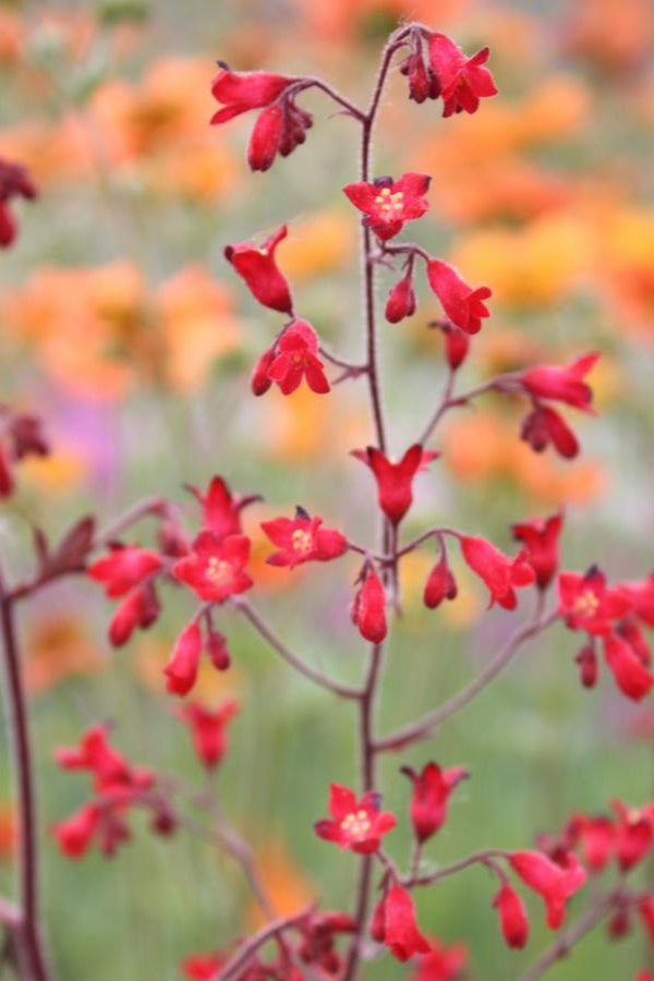Heuchera s. 'Ruby Bells' red flowers up close ©Hoffie Nursery