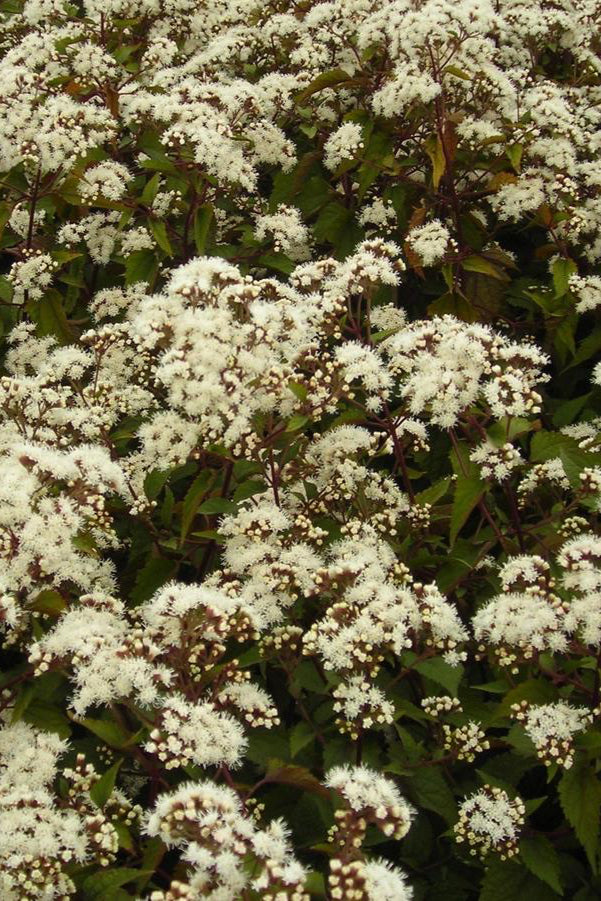 Eupatorium r. 'Chocolate' planted in mass and in full bloom ©Hoffie Nursery